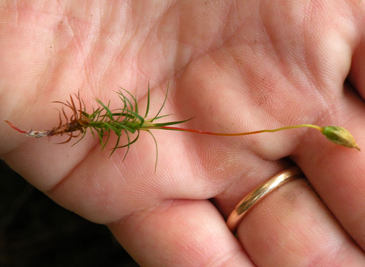 Polytrichaceae indet